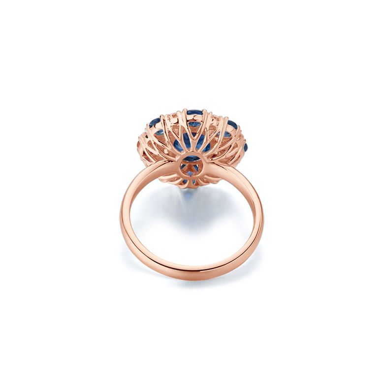 Marguerite du cap or rose - 9
