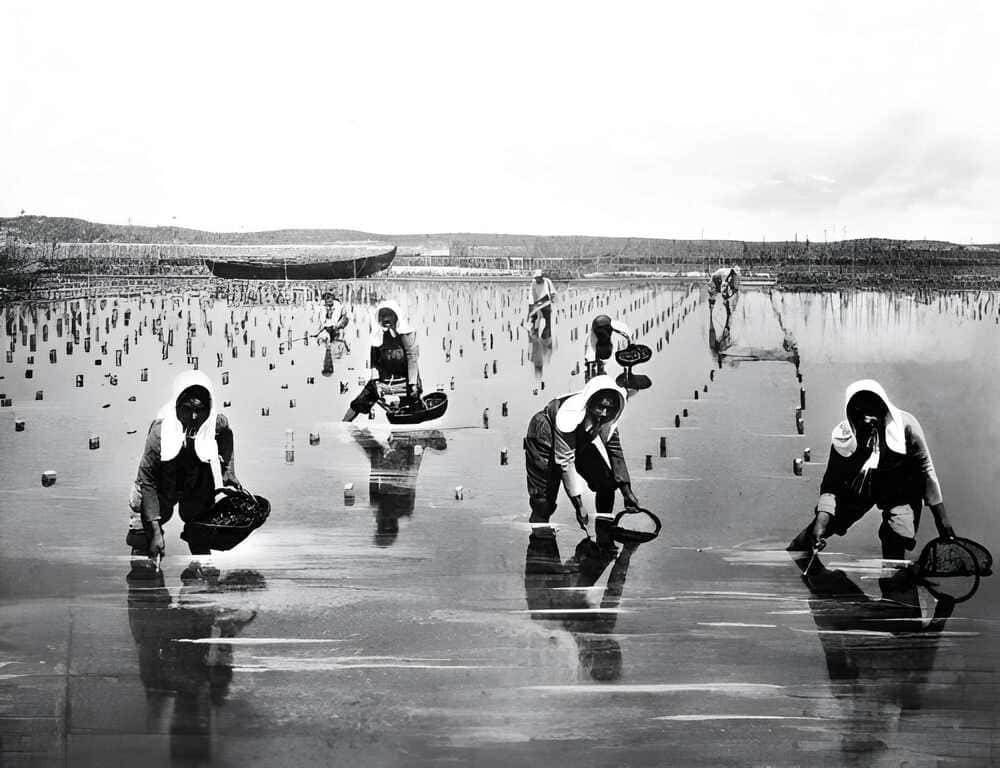 Raccolta delle ostriche perlifere in un allevamento giapponese, fotografia d’archivio