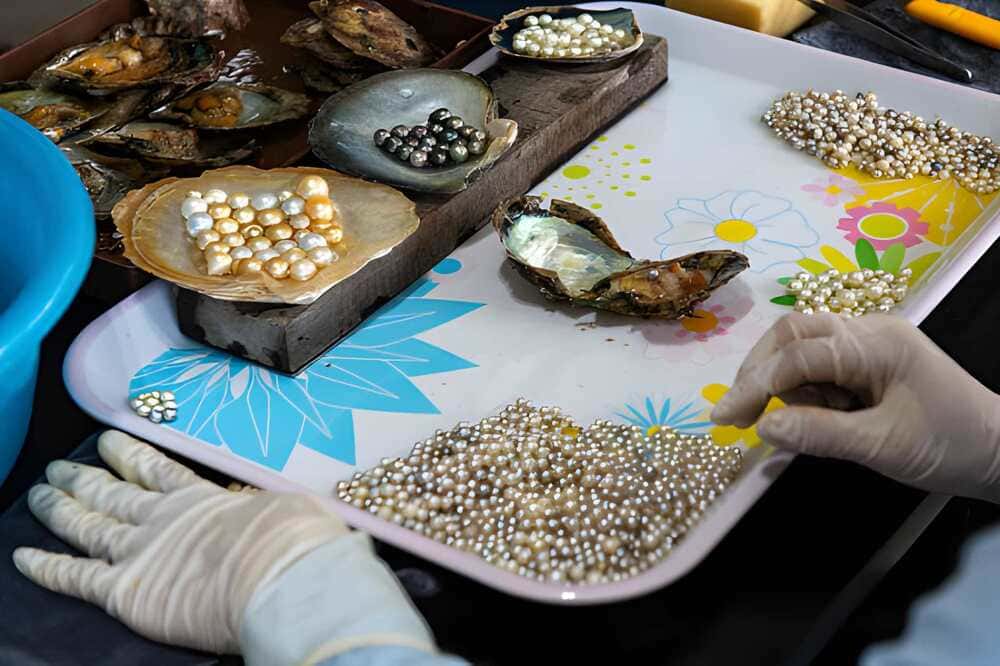 Perles de Tahiti : l’été où la Polynésie a resserré le contrôle