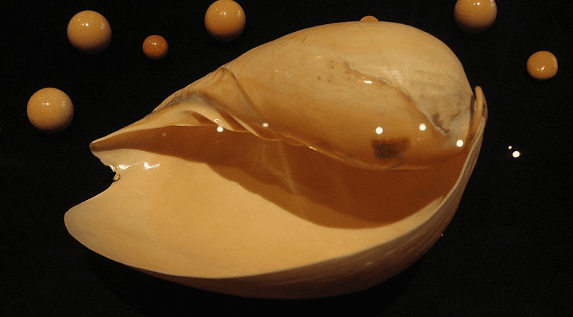 Perles Conch