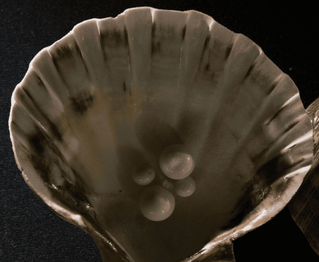 Coquille saint Jacques et sa perle — Gemperles