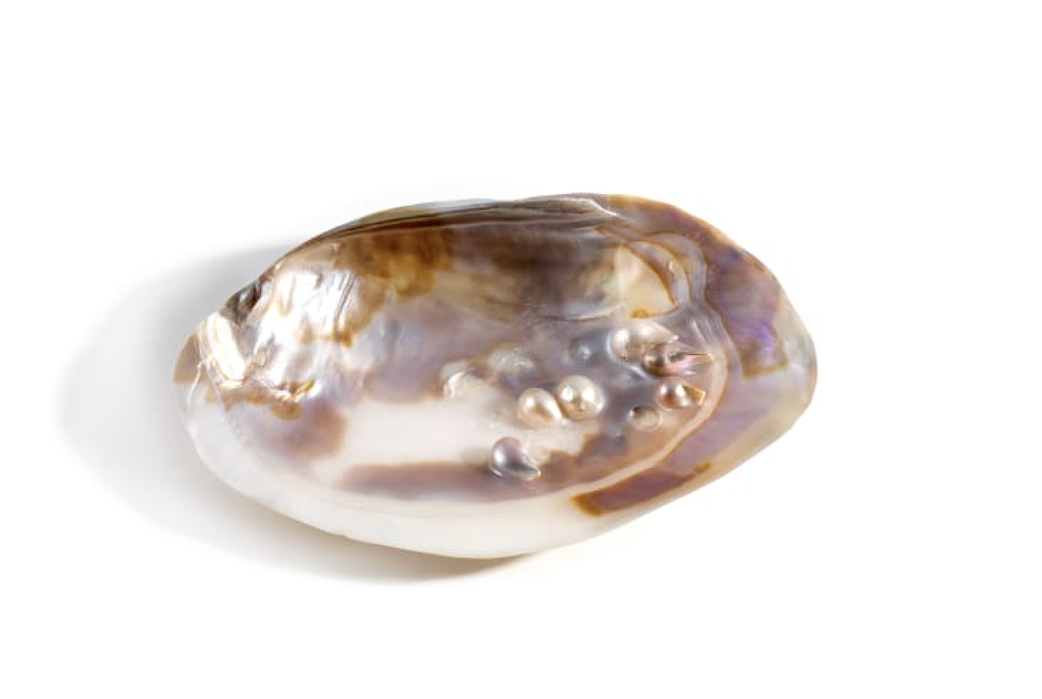 Radiographie d’une perle blister - structure interne et organisme enkysté