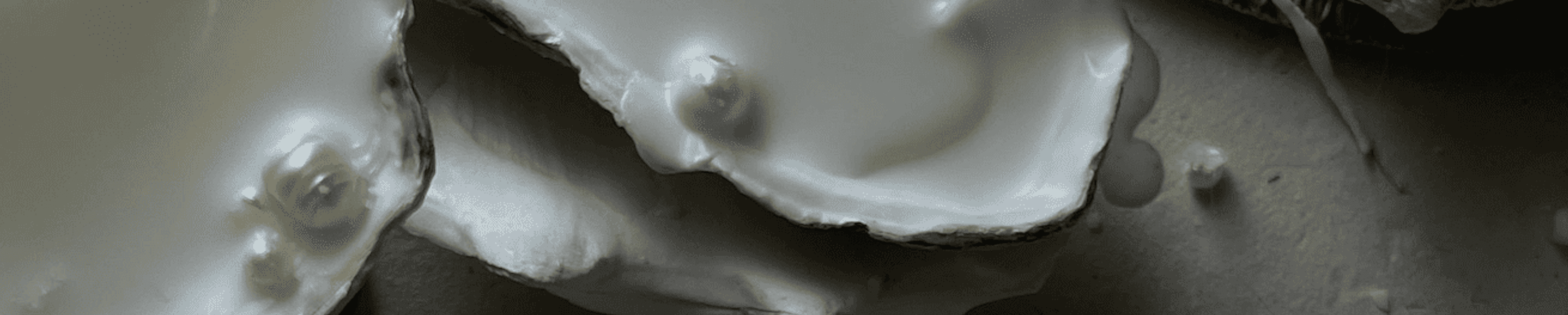 Manteau du mollusque perlier - anatomie détaillée