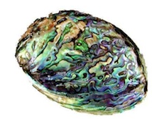 Perles d'ormeau — détail