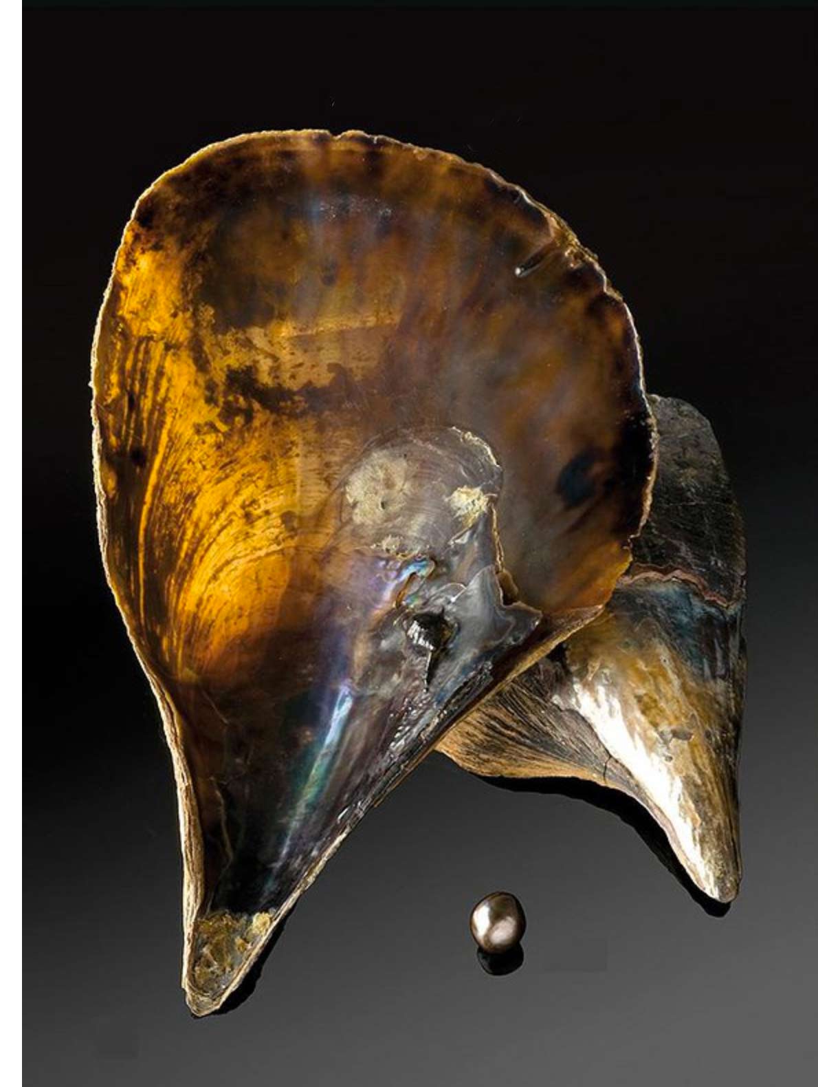 Perles de Pinna et d'Atrina — Gemperles