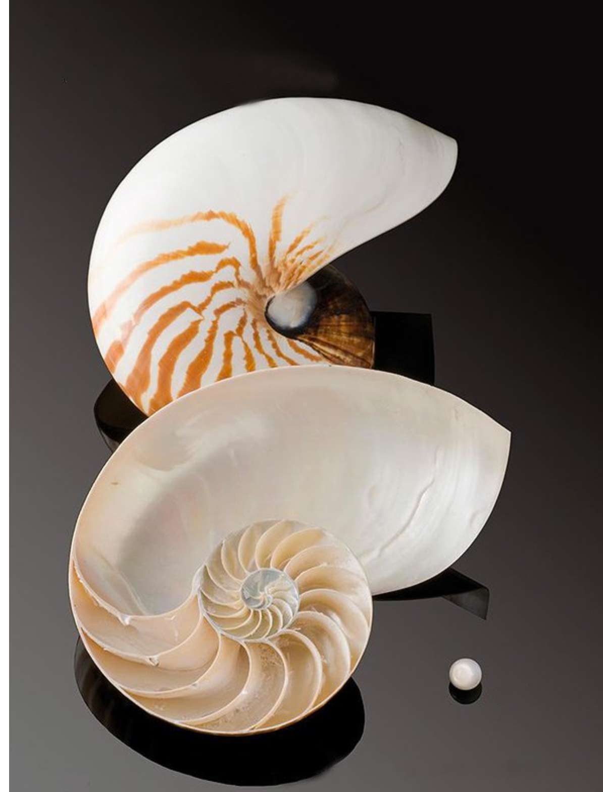 Perles de nautile — Gemperles