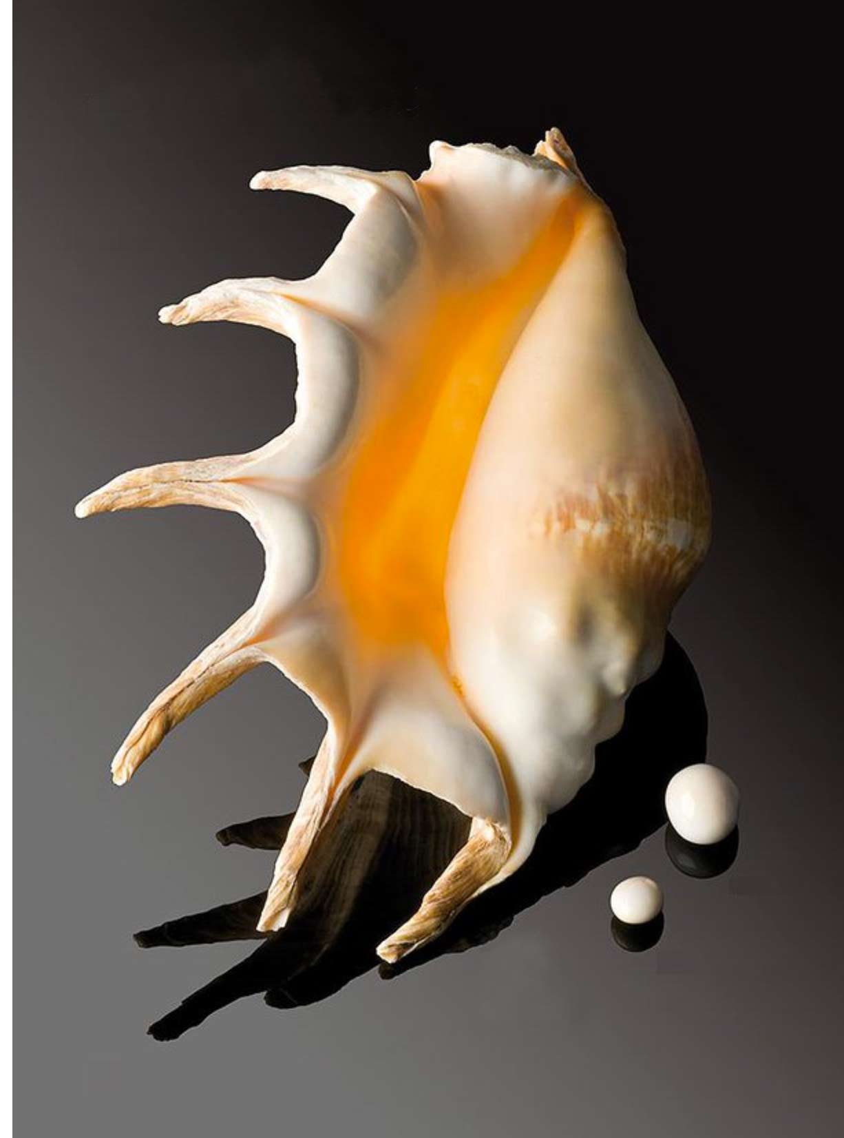 Perles de ptérocère — Gemperles