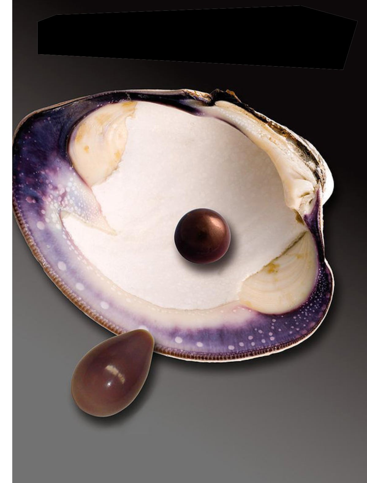 Perles de la palourde américaine — Gemperles