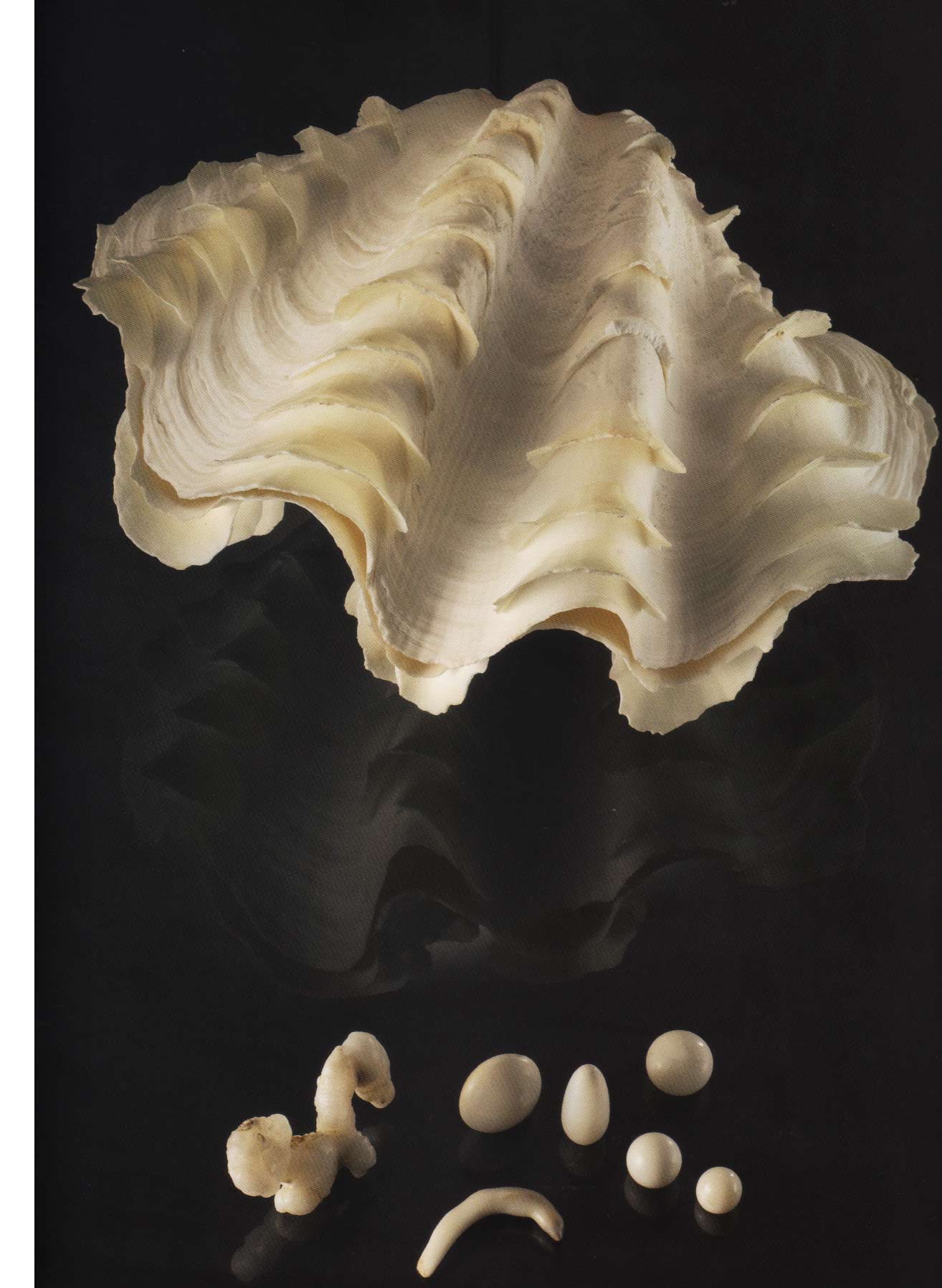Perles de tridacne — Gemperles