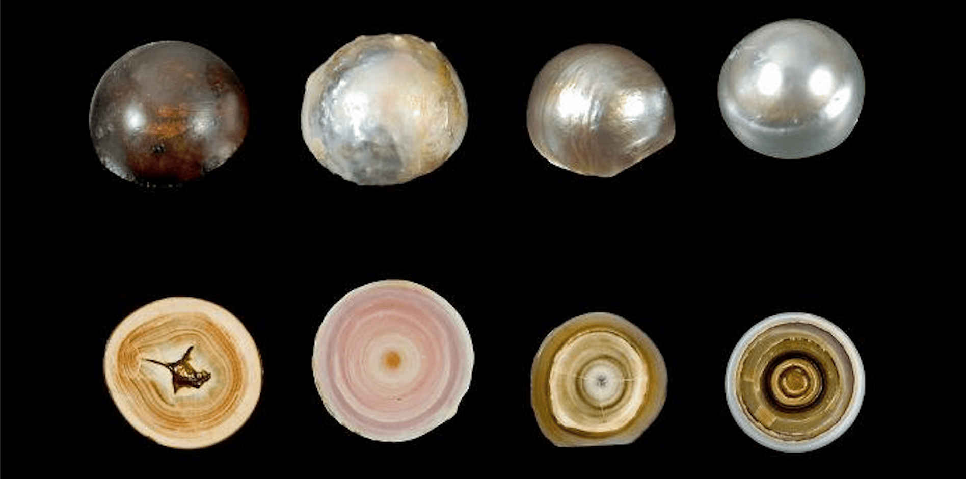 Cellules épithéliales migrant dans le tissu conjonctif d’un mollusque perlier