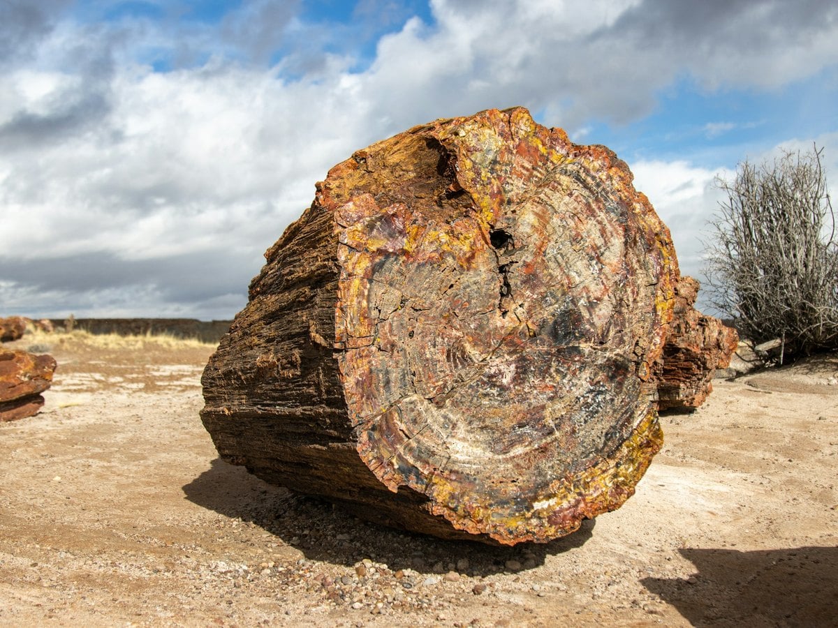 Tronc de bois silicifié dans le désert