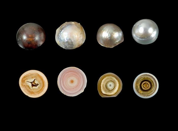 Migration cellulaire et formation des perles