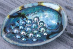 Perles d'ormeau