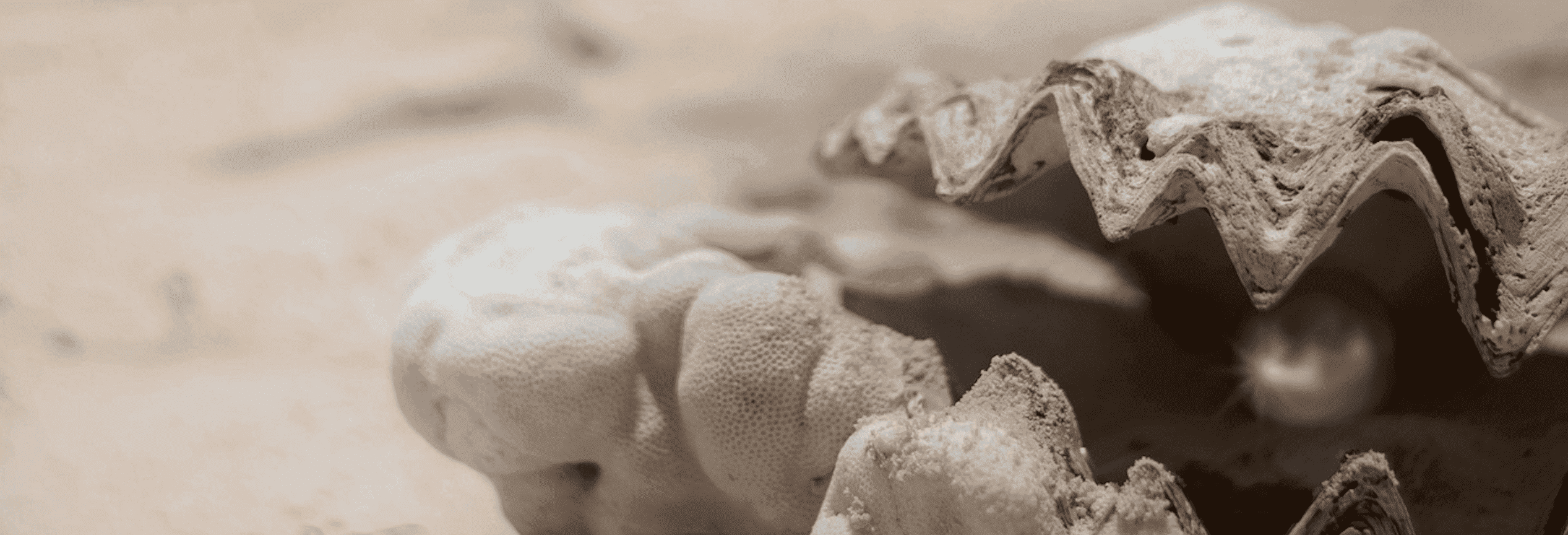 Perle emprisonnée partiellement soudée à la coquille d’un bivalve perlier