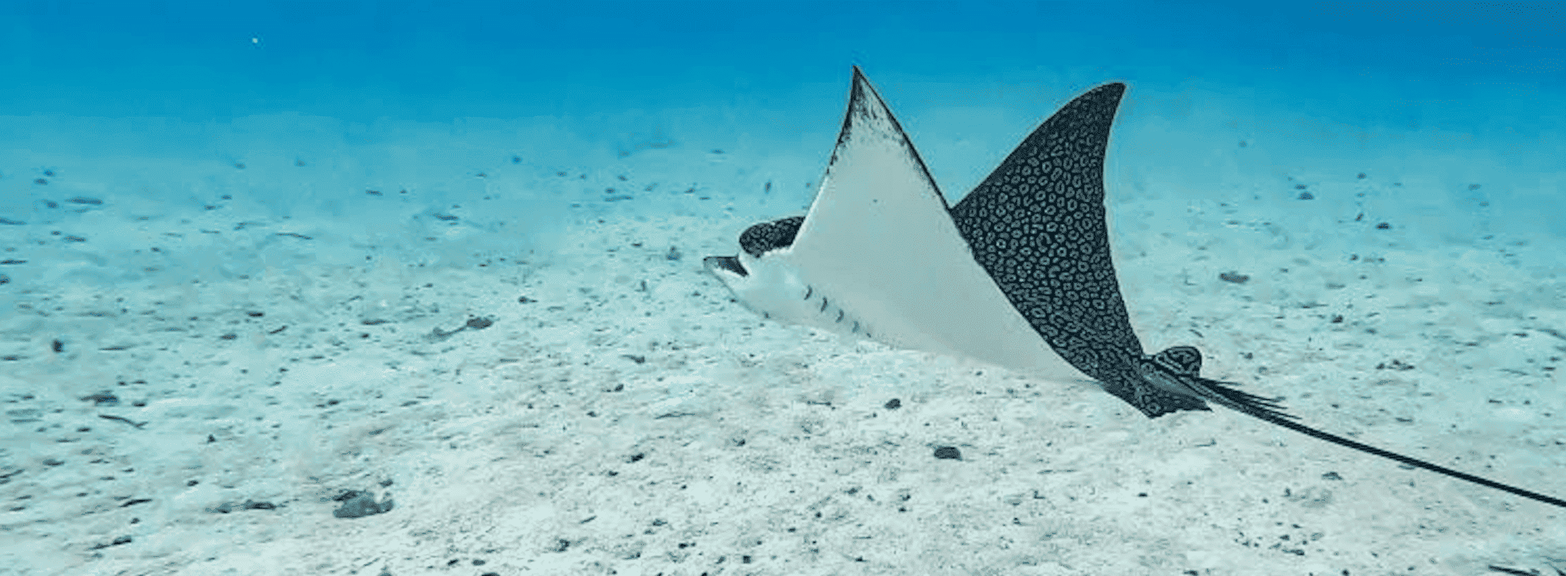 Aetobatus narinari &mdash; raie léopard, vecteur des parasites à l’origine des perles de Tahiti
